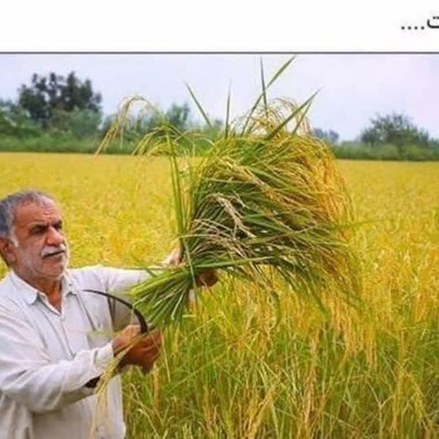 مردی از دیار برنج مشتا