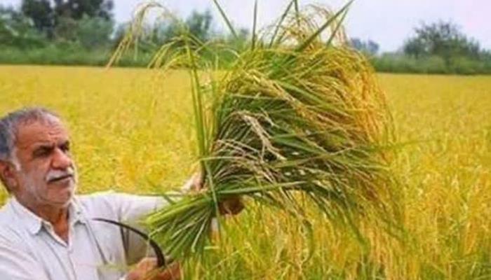 مردی از دیار برنج مشتا